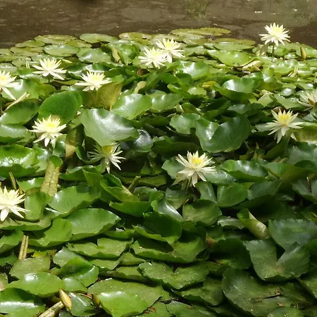 Casa rural Casa Sull'albero Awen - Castiglione del Lago