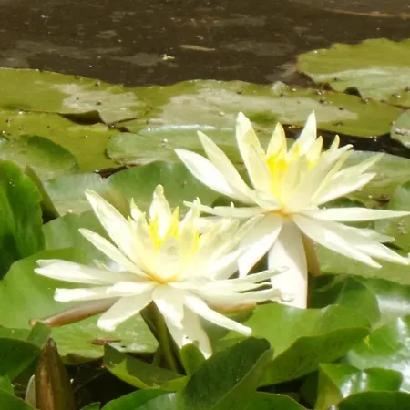 Casa Sull'albero Awen Del Casale Labandita Country house *